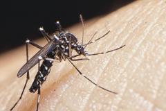 Mosquito pictures 